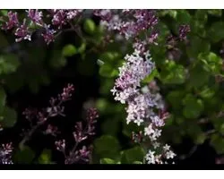 Syringa meyeri 'Palibin' - Dwergsering, Sering, 50- 60 cm in pot