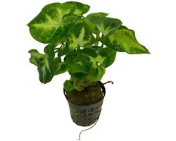 Aquaflora Syngonium Pixii in 5 cm pot