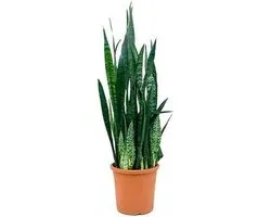 Sansevieria Zeylanica 70cm hoog