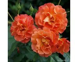Kordes klimroos - Rosa 'Westerland' - Plant-o-fix 20-30 cm