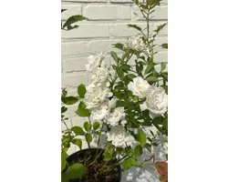 Rosa 'Alba Meidiland' - Roos in pot