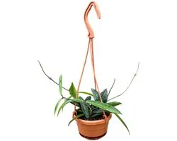 Hoya Minibelle Kamerplant Potmaat Ø10,5 cm |Vers Van De Kweker