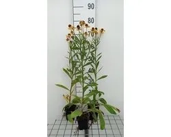 6x Zonnekruid - Helenuim hybr. 'Wesergold' | 9x9 cm pot