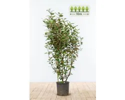 100-125 cm voor 10 meter - 25st. Elaeagnus ebbingei