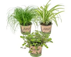 Lot de 3 - Mélange plantes d’intérieur sans danger pour les animaux - Cyperus, Chlorophytum, Callisia - ⌀12 cm - 15-25 cm