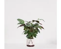 Calathea Compactstar en pot décoratif Addit Tree Bordeaux Red - plante d'intérieur purificatrice d'air - plante paon - plant vivante - 35-45cm - Ø13 - fourni avec cache-pot - frais de la pépinière