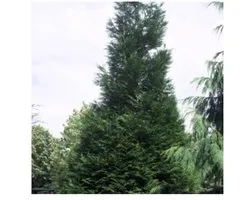 5 x Thuja plic. 'Atrovirens' - Thuya géant 125-150 cm|Motte