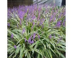 6 x Lily Grass ''Variegata' - Herbe ornementale à feuilles persistantes - Plantes - Graminées ornementales résistantes à l'hiver - Liriope muscari 'Variegata' en pot de 9x9 cm avec hauteur 5-10 cm