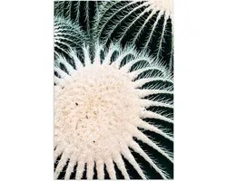 WallClassics - Poster (Matte) - Gros plan de Cactus avec Aiguilles - 50x75 cm Photo sur Papier Poster à l'Aspect Mat