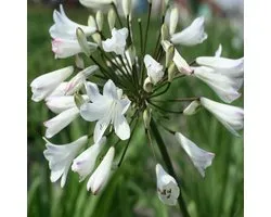 6x Tuberoos - Agapanthus africanus ‘Albidus’ - Pot 9x9cm