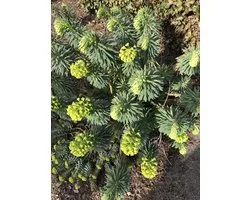 6 x Euphorbia Characia Wulfenii - Wolfsmelk pot 9x9cm
