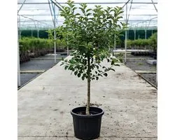 Malus domestica - Oude Appelboom 'Elstar' - Onderstam M111 - 45L pot - ca. 1.8m
