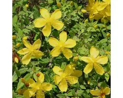 Hypericum moserianum - Hertshooi 30-40 cm in pot
