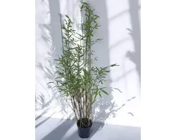 Bamboe Noir Pearl - Set de 8