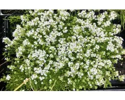 6 x Thymus Praecox'Albiflorus '- Pot à thym rampant 9x9cm