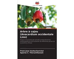 Arbre à cajou (Anacardium occidentale Linn)
