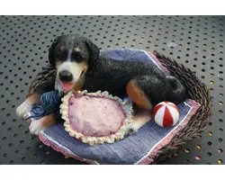 beeld Berner Sennehond