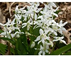 Scilla Siberica Alba | 15 stuks | Oosterse sterhyacint