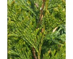 3 x Thuja Plicata 'Atrovirens' - Thuya géant 'Atrovirens' 80-100 cm pot