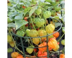 6x Lampionplant - Physalis alkekengi 'Franchetii' - Pot 9x9cm