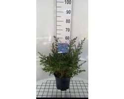 Ceanothus hybr. 'Julia Phelps' - Amerikaanse Sering , Sikkelbloem 40- 50 cm in pot