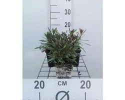 6 x Gaura lindheimeri 'Cherry Brandy' - Prachtkaars - pot 9 x 9 cm