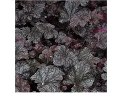 6 x  Heuchera 'Plum Pudding - PURPERKLOKJE - pot 9 x 9 cm