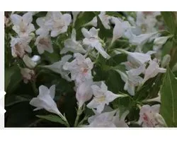 Weigela ' Candida' - Weigela 50 - 60 cm in pot