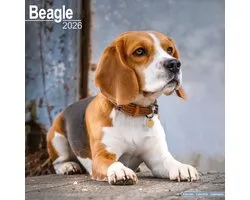 Calendrier Beagle 2026