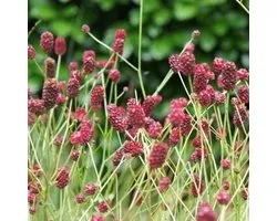 6 x Sanguisorba Officinalis 'Tanna ' - Pimpernel pot 9x9cm