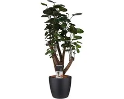 Polyscias Fabian vertakt met Elho black pot - Hoogte 50cm Potmaat 17 - Bektas Plants
