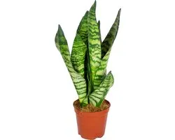 Bloomique - Sansevieria Zeylanica - Langue de belle-mère - Plantes d’intérieur - Dépolluante - Très facile à entretenir - 30-40 cm de haut - Pot 12 cm
