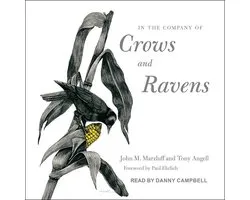 In the Company of Crows and Ravens