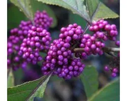 Callicarpa Bodinieri 'Profusion' - Arbuste aux bonbons 'Profusion' 40-60 cm pot
