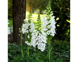 Bloomique - Set van 6 - Digitalis Purp. Dalmatian White - Vingerhoedskruid - Rijkbloeiend - Winterhard - Vaste plant - 10-20 cm hoog - Pot 9 cm