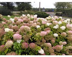 Hydrangea paniculata ' Pink Lady' - hortensia paniculé aux fleurs blanches et rose pâle - pot de 2 litres