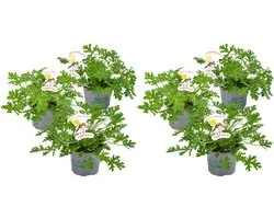 Bloomique - Lot de 6 - Pelargonium Graveolens - Géranium citron - Anti-moustique - Parfumé - Plantes de jardin - Hauteur 15-30 cm - Pot 10,5 cm