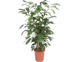 Caryota Mitis - 140 cm - ø27