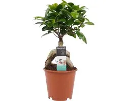 Ficus Ginseng Bonsai 30cm hoog Potmaat 12