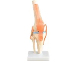 Het menselijk lichaam - anatomie model kniegewricht