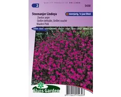 Sluis Garden - Steenanjer Lindoya (Dianthus)