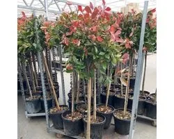3 x Photinia Fraseri 'Red Robin' op stam - Glansmispel Boompje met stamhoogte 90cm
