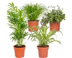 Bloomique - Lot de 4 - Mélange sans danger pour les animaux - Cyperus Zumula, Callisia, Chamaedorea, Chlorophytum - Plantes d’intérieur - Hauteur 20-40 cm - Pot 12 cm