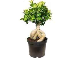 Ficus microcarpa ginseng bonsai 40cm hoog potmaat 14