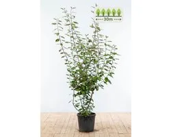 175-200 cm voor 30 meter - 60st. Elaeagnus ebbingei