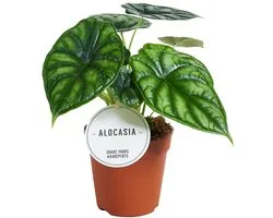 JUNAVERA Alocasia Dragon Scale terrariumplant | 7 cm pot | 18 cm hoog
