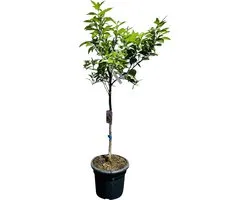Tropictrees - Sinaasappelboom - Citrus Sinensis - Sinaasappel - Eetbaar - Citrusboom - Hoogte ca. 150cm - Fruitplant
