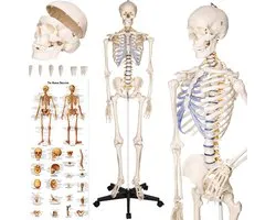 tectake® Anatomie Skelet - 181cm - Levensgroot Medisch Model op Staandaard met Wielen - Beweegbaar - Afneembare Onderdelen - incl. Poster met Spieren en Botten