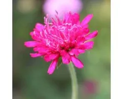 6x Knautia macedonica - Beemdkroon - Pot 9x9 cm