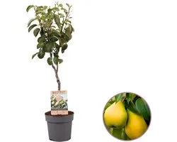 Perenboom, Pyrus communis 'Doyenne du Comice', hoogte 70 - 95 cm, zelfbestuivend, winterhard